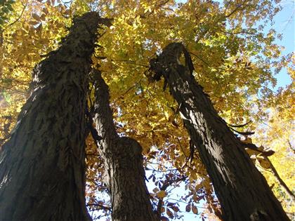 Carya ovata (Shagbark Hickory) (4).JPG